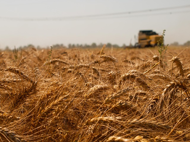 Free Wheat Summer photo and picture
