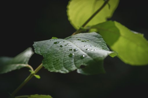 Free Drops Leaf photo and picture