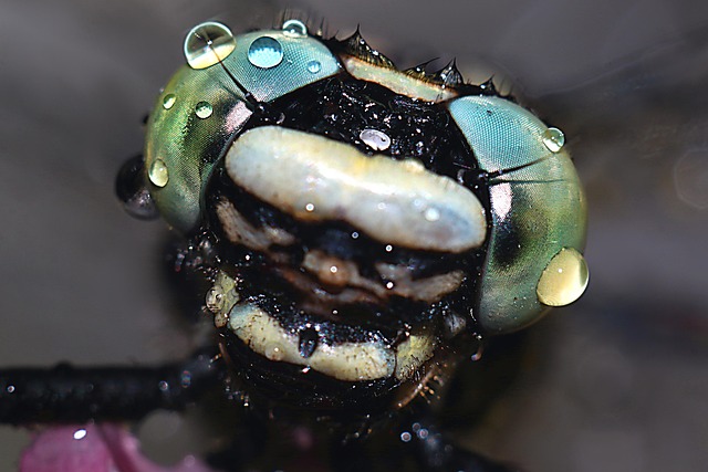 Free Insect Macro photo and picture
