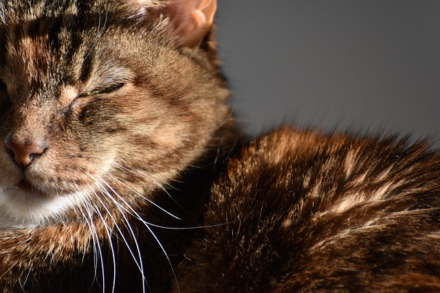 Katze, Schlafen, Haustier, Cat Eye, Tier