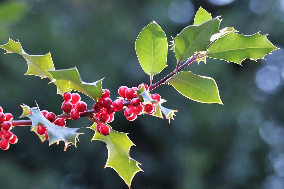 Llex Aquifolium 共通のホリー クリスマスのヒイラギ - Pixabayの無料写真
