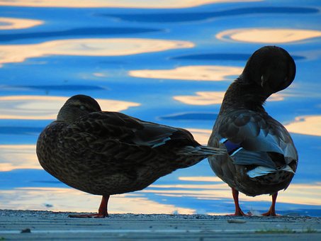 Free Mallards Water photo and picture
