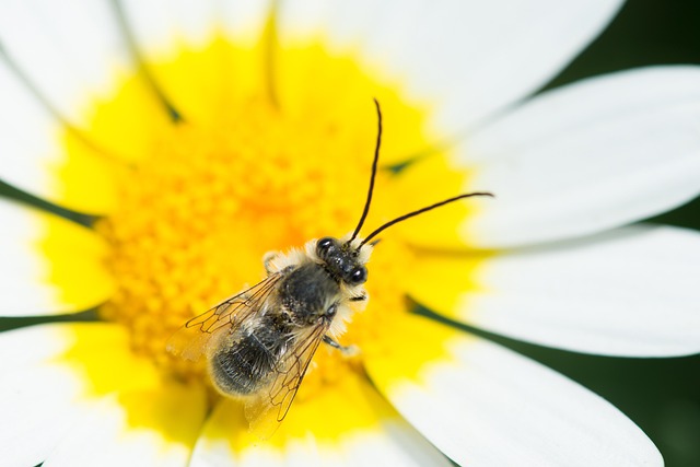 Free Bee Beautiful Flowers photo and picture