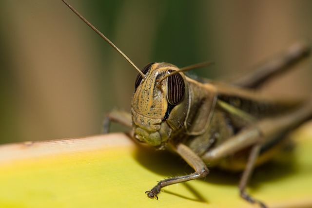 Free Grasshopper Locust photo and picture