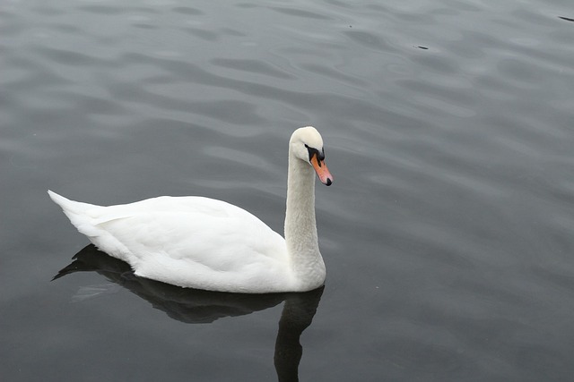 Gans, Water, Natuur, Dieren, Vogel, Dier