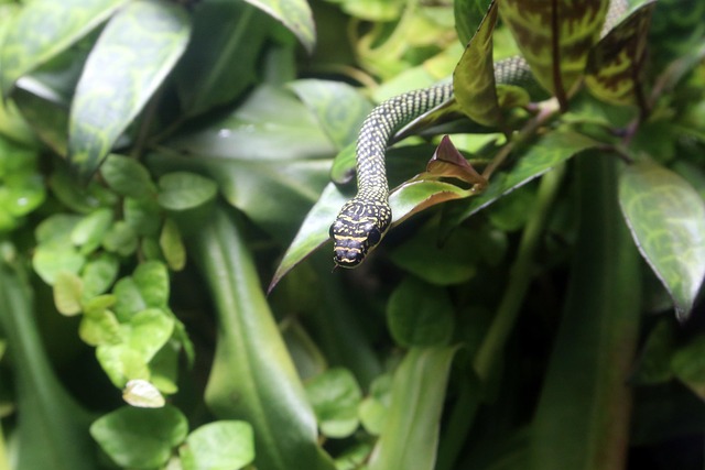 Cobra, Réptil, Animal, Natureza, Verde