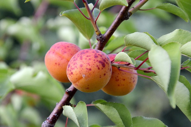 Free Apricots Tree Fruit photo and picture