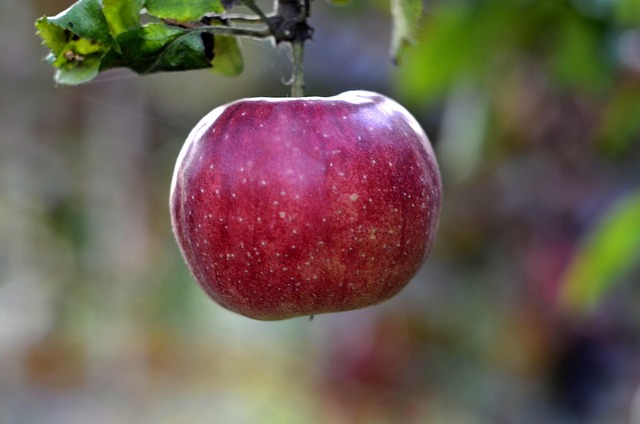 Free Apple Fruit Trees photo and picture