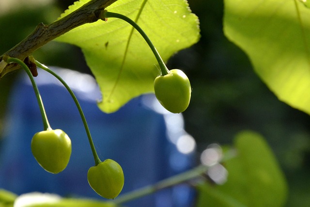 Free Cherries Spring photo and picture