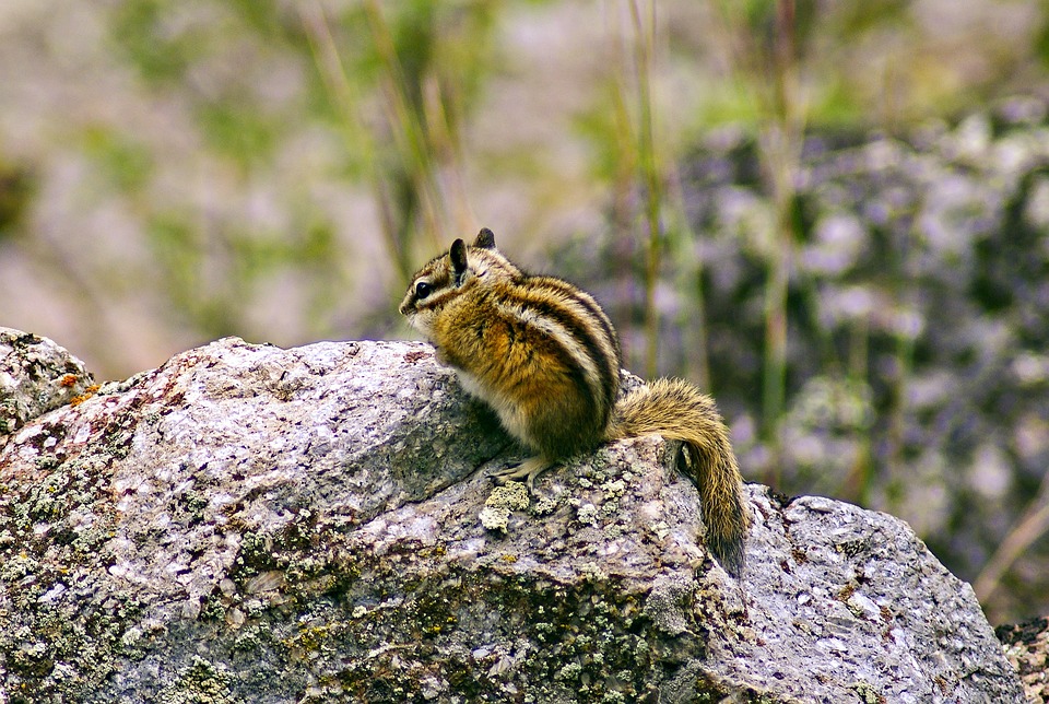 devils-tower-chipmunk-
