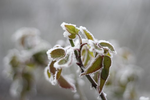 Free Cold Frost photo and picture