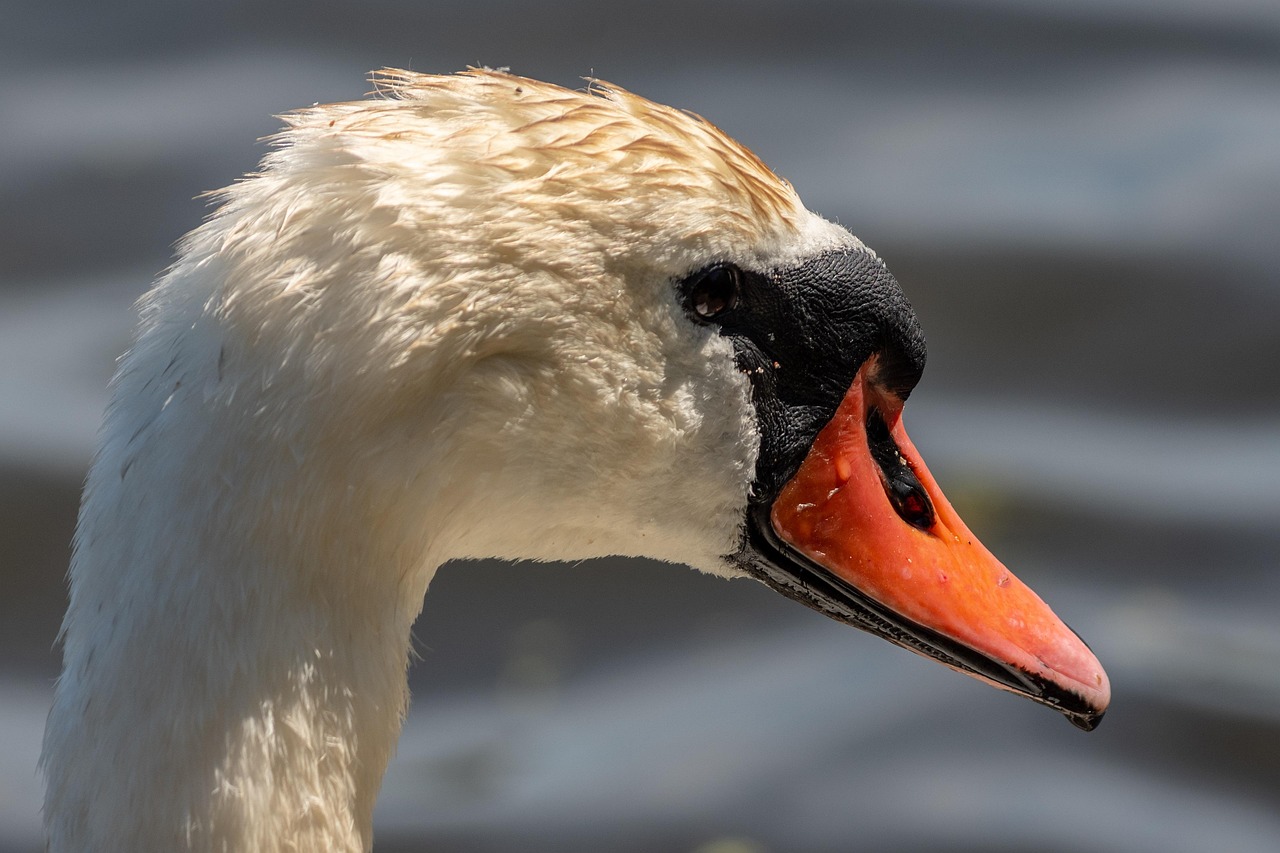 Cygne Oiseau D'Eau L'Eau - Photo gratuite sur Pixabay - Pixabay