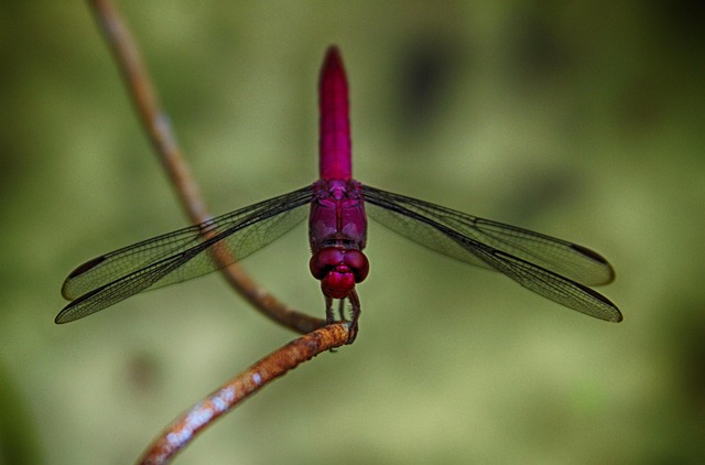 Free Nature Insects photo and picture