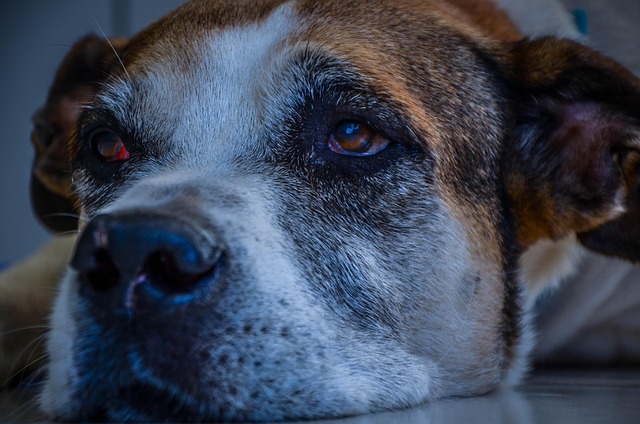 Free Dog Animal photo and picture