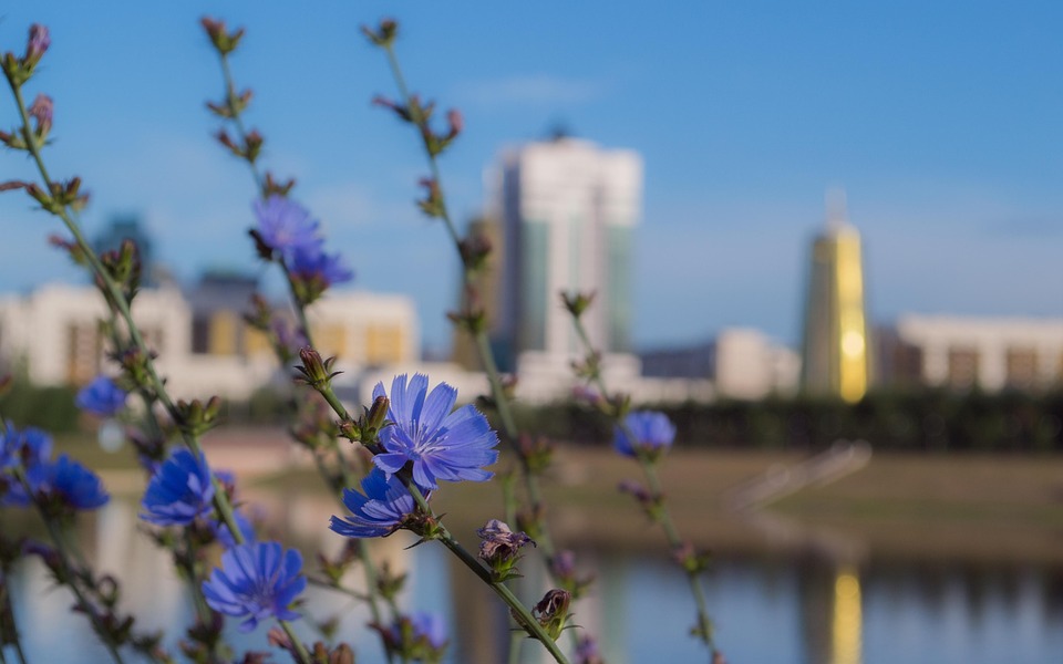 Astana Kazakhstan Flowers Free photo on Pixabay