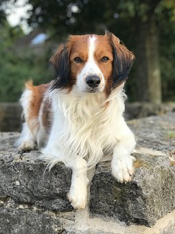 Hond, Kooikerhondje, Kooiker, Aandacht