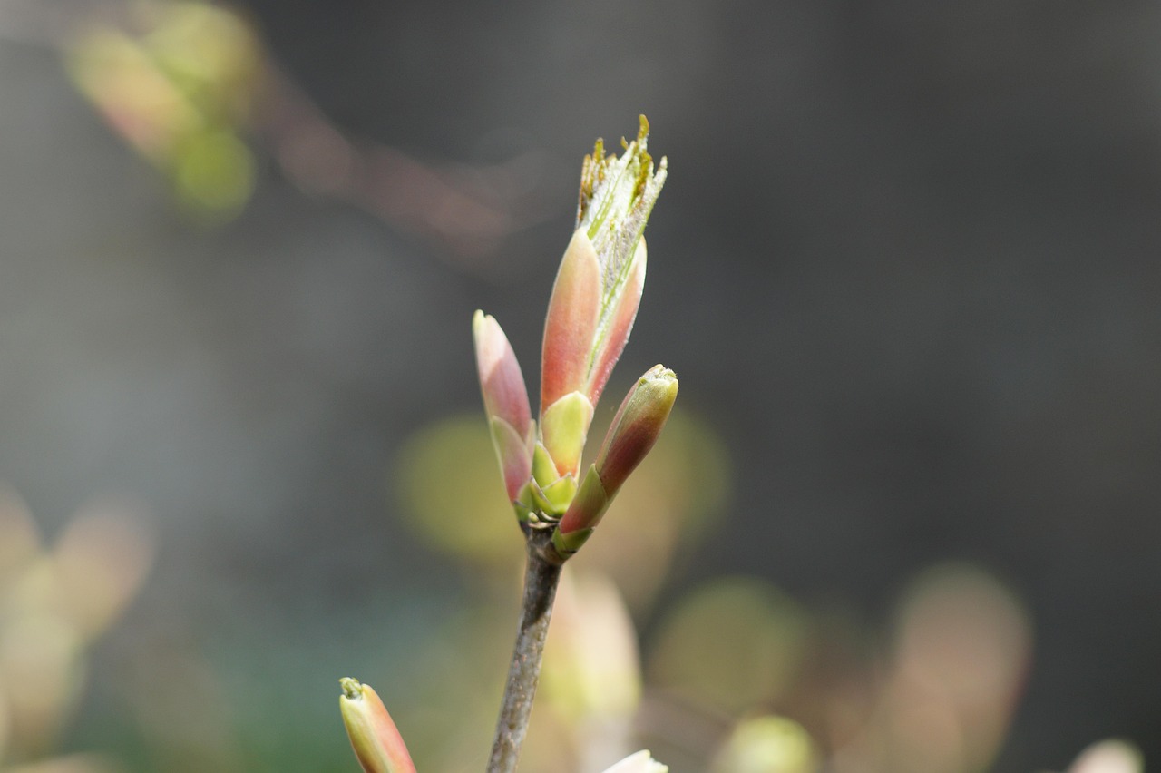 Bud Spring Flower - Free photo on Pixabay - Pixabay