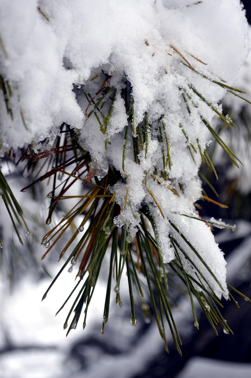 雪 松树 冬天 - Pixabay上的免费照片 - Pixabay