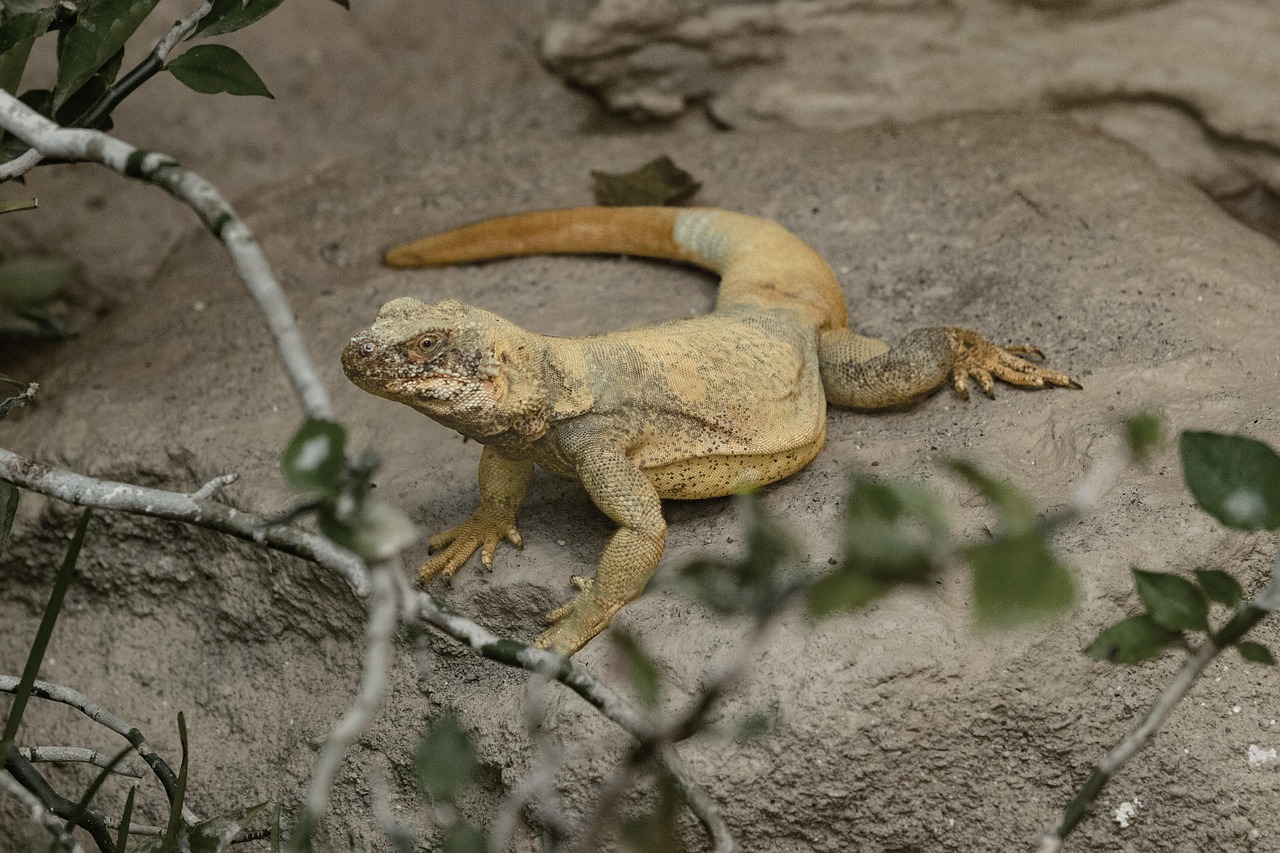 Lagarto Roca Reptil - Foto gratis en Pixabay - Pixabay