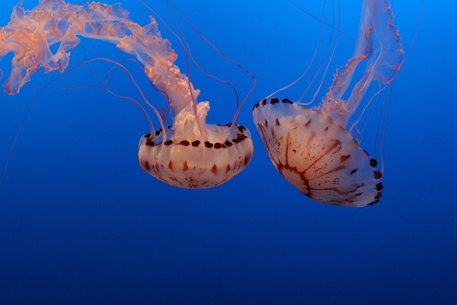 Qualle, Aquarium, Unterwasser, Ozean