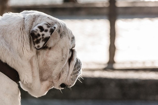 Free Bulldog Profile photo and picture