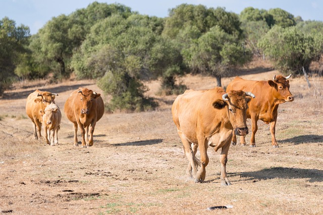 Free Cows Herd photo and picture