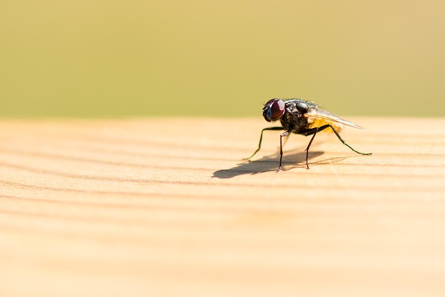 Free Fly Wood photo and picture