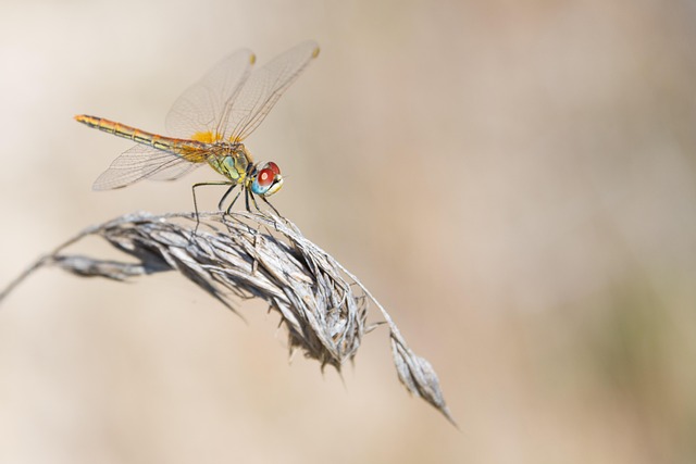 Free Dragonfly Dry photo and picture