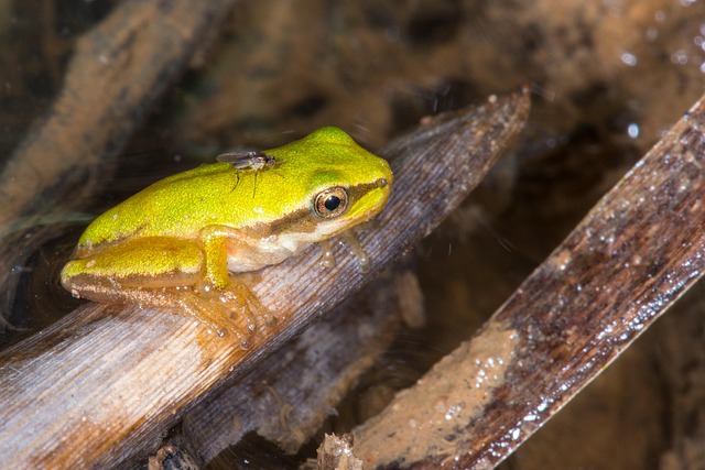 Free Tree Frog Fly photo and picture