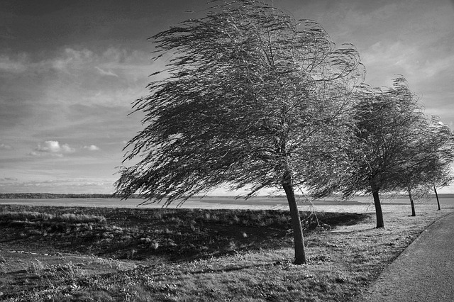 Free Trees Wind photo and picture