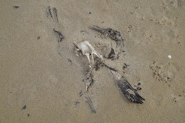 Dead Bird Decay - Free photo on Pixabay