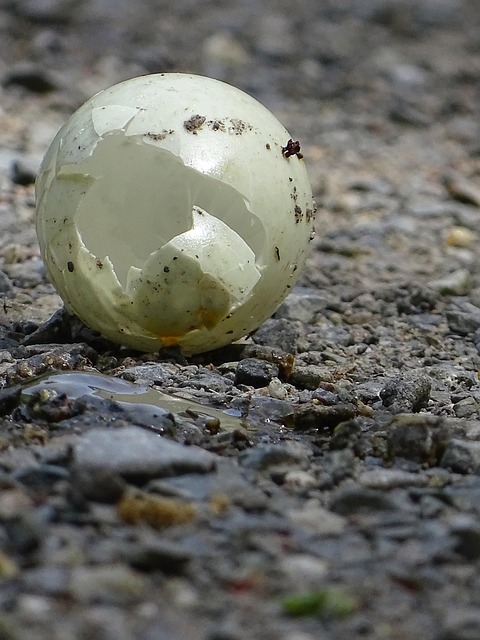 Animal Ahuevo Huevo Pájaro Abandonado - Foto gratis en Pixabay
