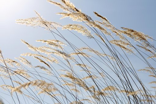 Free Nature Plant photo and picture