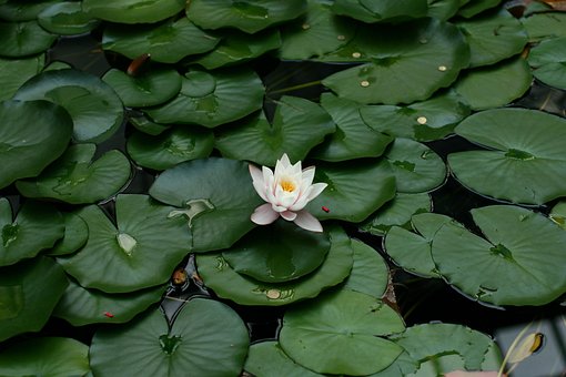 Free Water Lily Plant photo and picture