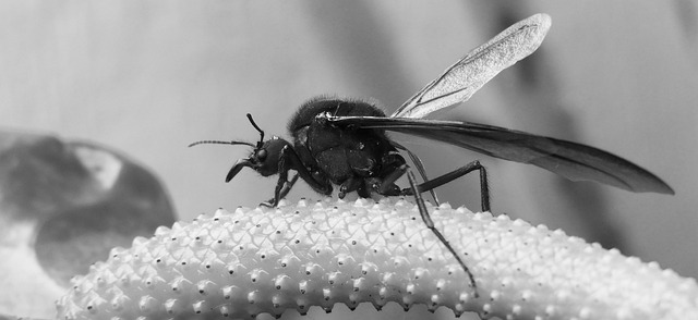 Blanco Y Negro Insecto Jardin - Foto gratis en Pixabay - Pixabay