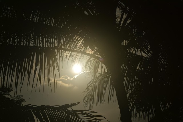 Free Sun Leaf photo and picture
