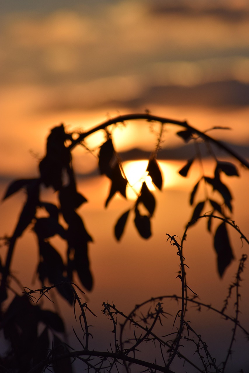 View Sun Fall Sun Autumn Leaves - Free photo on Pixabay - Pixabay