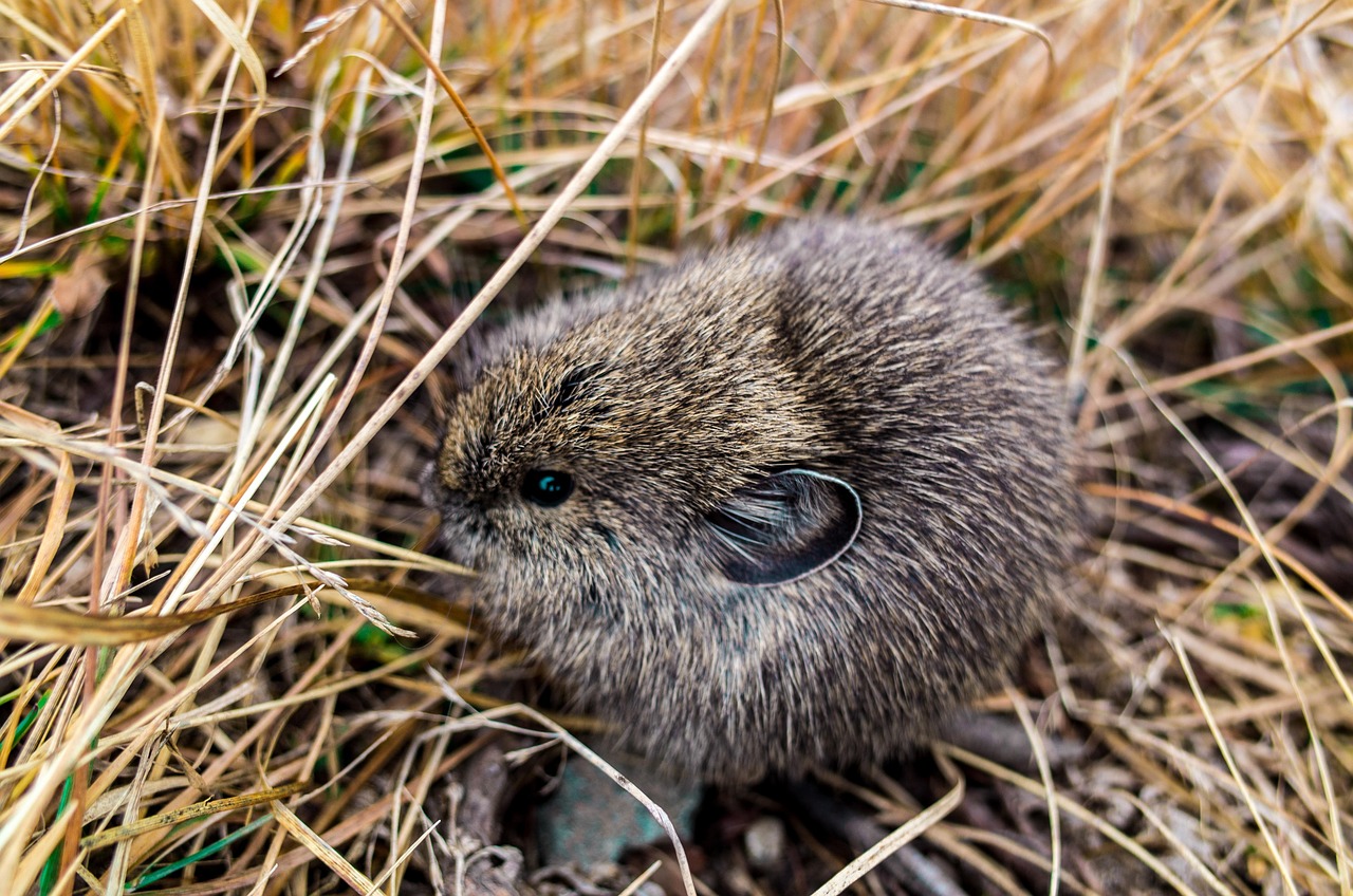 Hedgehog - free online jigsaw puzzle photo
