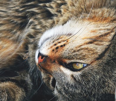 Kat, Se, Kæledyr, Øjne, Feline, Dyr