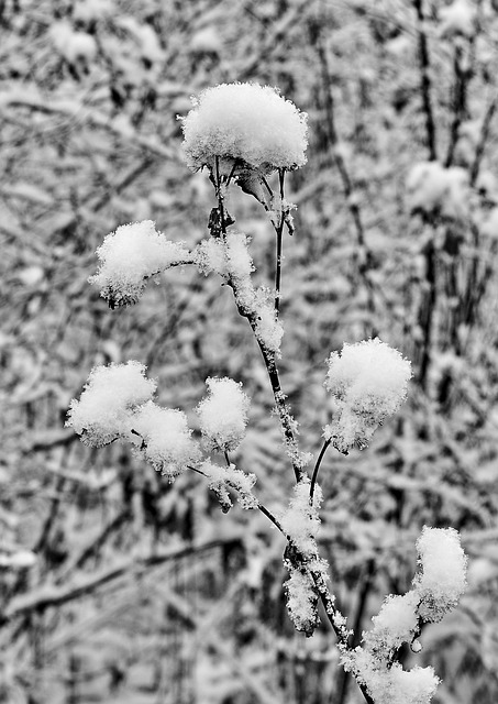 Free Snow Snowflake photo and picture