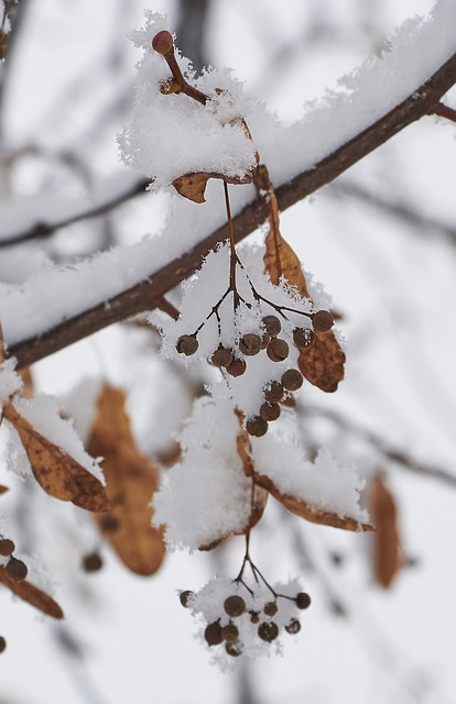 Free Snow Snowflake photo and picture
