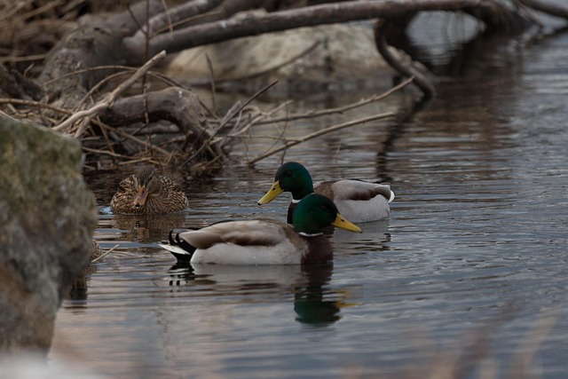 Free Nature Water photo and picture