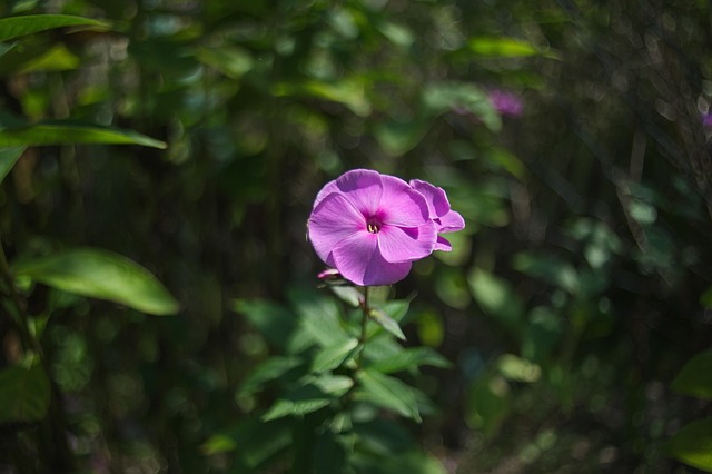 Blume, Blumen Hintergrund, Pflanze