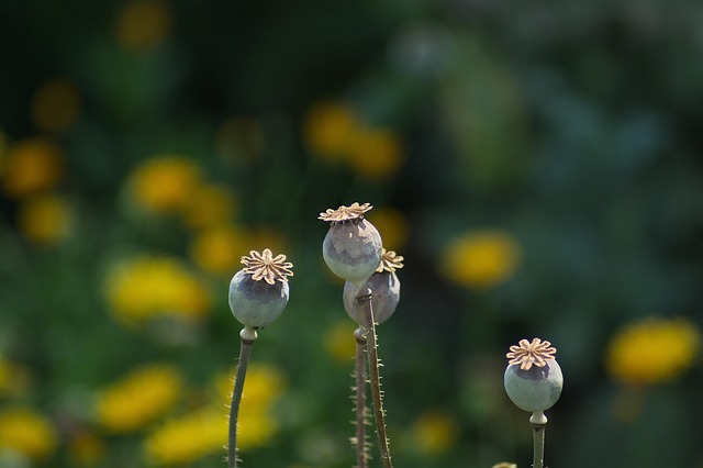 Mohnblumen, Blumen Hintergrund, Pflanze