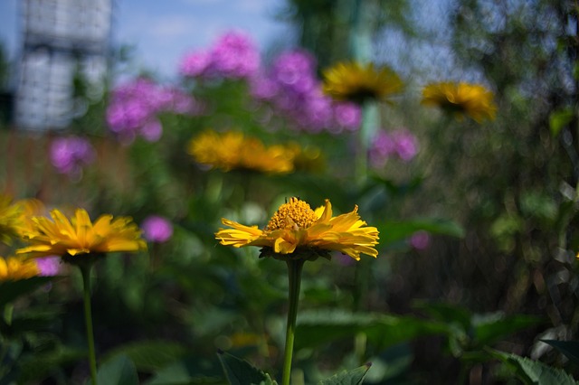 Bokeh, Blume, Blumen, Feder, Garten