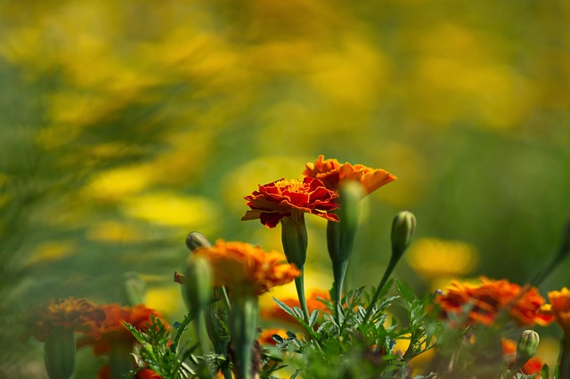 Bokeh, Blume, Pflanze, Schöne Blumen