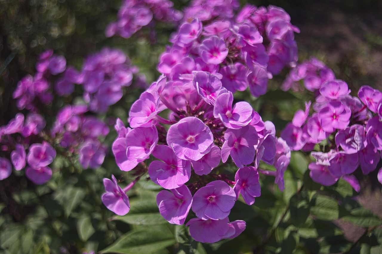 Flowers Plant Pink Free photo on Pixabay Pixabay