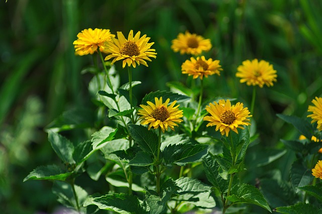 Blumen, Pflanze, Natur, Makro