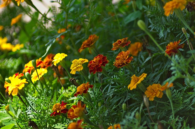 Blumen, Garten, Feder, Natur, Botanik