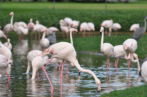 Flamingo, Zoo, Water